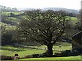 Tree on edge of Chagford Open Field