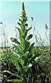 SD3209 : Great Mullein (Verbascum thapsus), Formby Moss by Mike Pennington