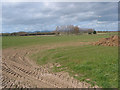 Flat farmland at Tirley Knowle