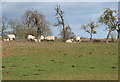 Cattle in the orchard