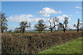 Orchard near Little Sandpits Farm