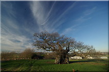 TF0615 : The Bowthorpe Oak by Robin Jones