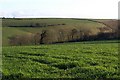 Field at Higher Tredundle