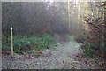 Footpath in Lodge Wood