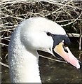 Swan (Cygnus olor) on the River Ebble