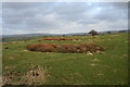 Castercliff  Camp Hillfort