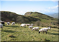 SO2995 : Grazing flock near Roundton Hill by Dave Croker