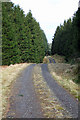 NY6393 : Forest Track by Peter McDermott