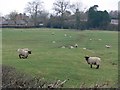 Sheep near Ashby Parva