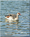 Rare Egyptian Goose at Decoy Country Park