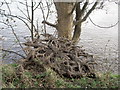 Upturned tree on banks of Ribble