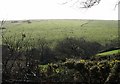 Sheep on Laneast Downs