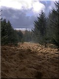 SN7660 : Southern end of Esgair Llyn Du forest by Rudi Winter