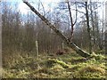 Falling Silver Birch