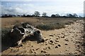 River Stour flotsam