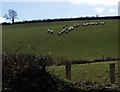 Sheep near Tremaine