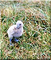 NF0899 : Great Skua chick in Glen Mor by Des Colhoun