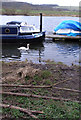 Swan in Beeston Marina