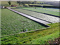 Water Cress Beds