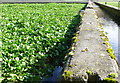 Watercress Beds, Lower Magiston