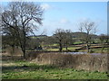 Pond by the Cider House car-park