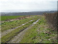 Farm track & field boundary