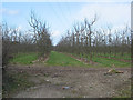SO5438 : Orchard in winter on Hampton Park Road by Pauline E