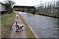 Geese and Substation