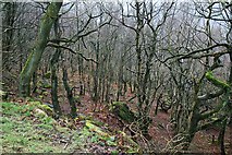 SD9827 : Eaves Wood, Heptonstall by Steve Partridge