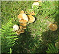 SH7523 : Fungi and bracken fronds at the forest edge by Eric Jones