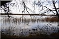 Frensham Great Pond