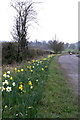 Daffodils on the B600