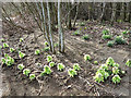 Japanese Butterbur (Petasites japonicus) by the Yarrow Water