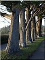 Row of trees, Brent Knoll