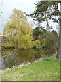 A willow tree by the water next to The Valance