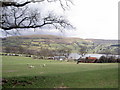 Lambs above Llyn Tegid