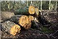 SP3772 : Woodpile in Ryton Woods by Keith Williams