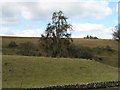 Large larch at Mollinburn