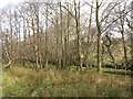 Woodland along the banks of Afon Carrog