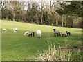 Sheep and Lambs grazing near  Clare Glen