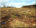 Woodburn forest near Carrickfergus (3)