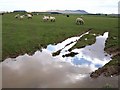 Sheep near Carcade