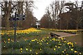 Lime Avenue, Nowton Park