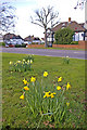 Daffodils on Green in Prince George Avenue, London N14