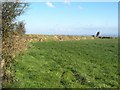 Field and bank, Tregray