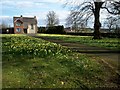 H9955 : A Host of Daffodils by P Flannagan