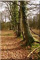 Oak trees on enclosure bank, Copythorne Common