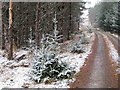 NN5654 : Snowy forest track by Lis Burke