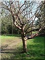 Muscliff: Tibetan cherry tree in the arboretum