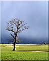 TA1826 : Solitary Storm Tree by Andy Beecroft